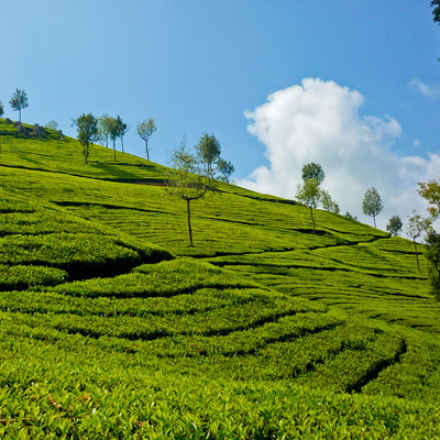 Mangalore to Tamilnadu Ooty Kodaikanal